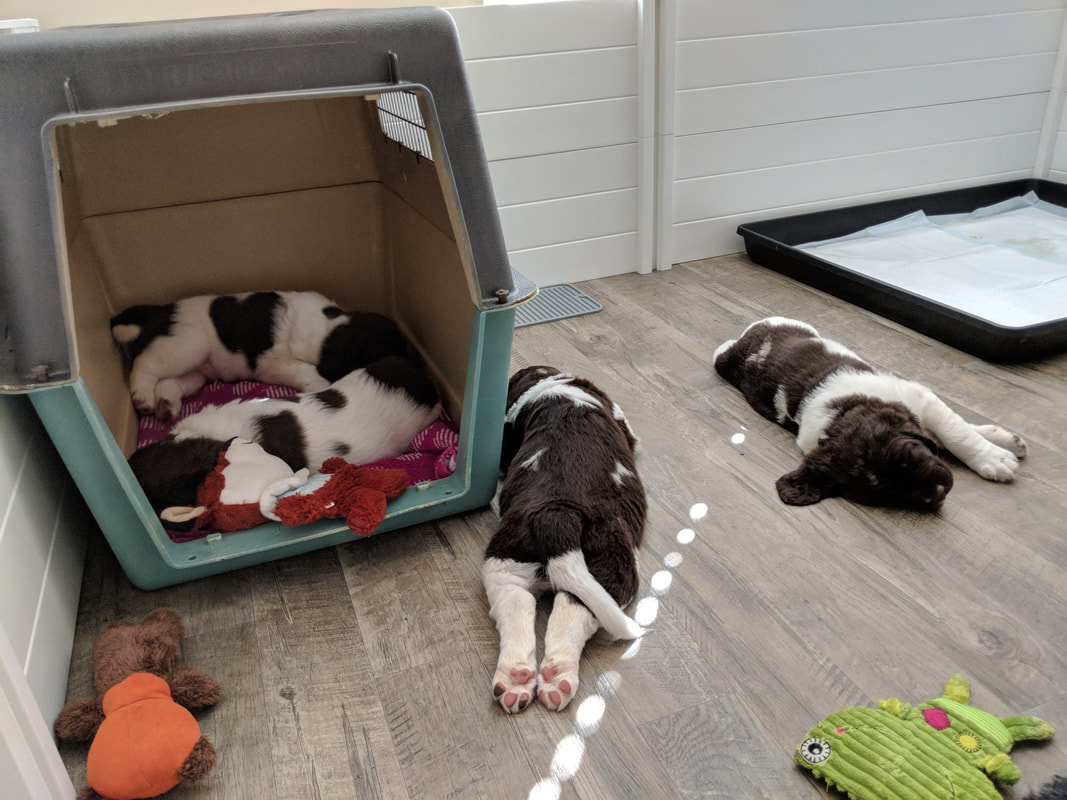 How a Dog Crate Helps with Potty Training and More - Orvis News